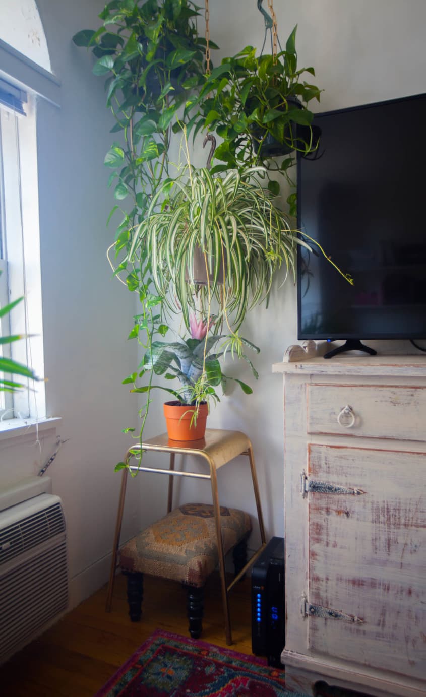 Bustle Beauty Editor Olivia Muenter's NYC Home Apartment Therapy